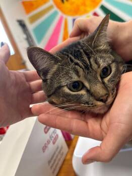 Domestic Short Hair Cats Available for Adoption - Lavender | PetCurious