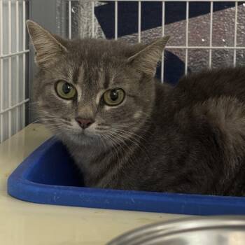 Domestic Short Hair Cats Available for Adoption in Columbiana, Alabama - Momma Bridgerton | PetCurious