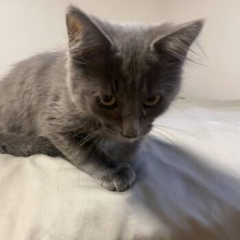 Delilah - 10 wks - Seeet & Affectionate -  Domestic Medium Hair Cat for Adoption in Toronto, Ontario - Delilah - 10 Wks - Seeet & Affectionate | PetCurious