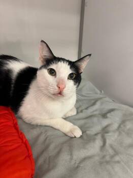 Momo -  Domestic Short Hair Cat for Adoption in Youngtown, Arizona - Momo | PetCurious