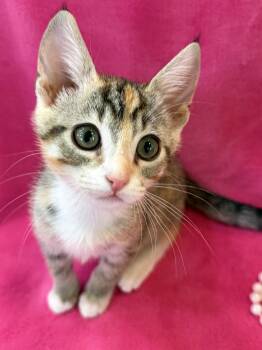 Domestic Short Hair and Tiger Cats Available for Adoption in Lake Monroe, Florida - Eloise | PetCurious