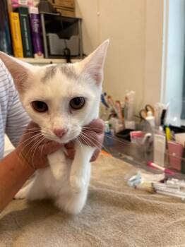 Eleanor -  Domestic Short Hair Cat for Adoption in Cumberland, Maine - Eleanor | PetCurious
