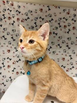 ASANO -  Domestic Short Hair Cat for Adoption in Riverside, California - ASANO | PetCurious