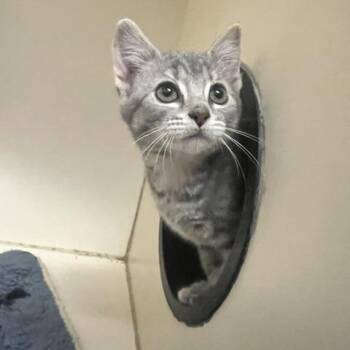 Hex -  Domestic Short Hair Cat for Adoption in Dayton, Ohio - Hex | PetCurious