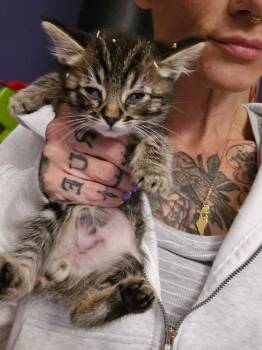 Elliott -  Domestic Short Hair Cat for Adoption in Vancouver, Washington - Elliott | PetCurious