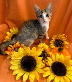Harper -  Tortoiseshell and Tiger Cat for Adoption in Lake Monroe, Florida - Harper | PetCurious