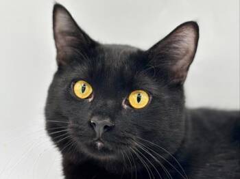 Ronald -  Domestic Short Hair Cat for Adoption in Portland, Oregon - Ronald | PetCurious