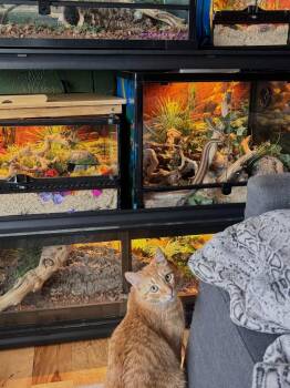 Leon -  Domestic Short Hair Cat for Adoption in Millcreek, Utah - Leon | PetCurious