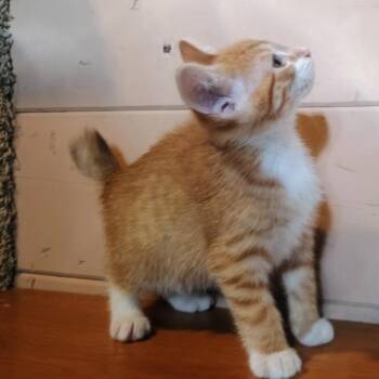 Bentley -  Domestic Short Hair Cat for Adoption in Carmel, Indiana - Bentley | PetCurious