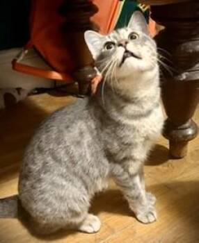 Snickers -  Domestic Short Hair Cat for Adoption in Wayland, Massachusetts - Snickers | PetCurious