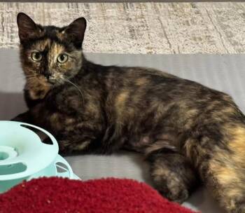 Torbie Cats Available for Adoption in Rochelle Park, New Jersey - Tori | PetCurious