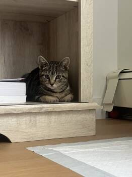 Rescue Domestic Short Hair Cats for Adoption in New York, New York - Lightning | PetCurious