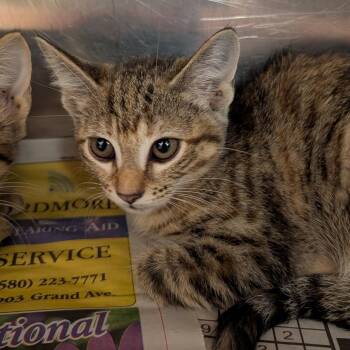 Trixie -  Domestic Short Hair Cat for Adoption in Ardmore, Oklahoma - Trixie | PetCurious