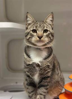 Domestic Short Hair Cats Available for Adoption - SPATULA | PetCurious