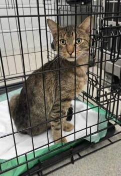 Rescue Domestic Short Hair Cats for Adoption in Atlanta, Georgia - Bello (Leuk +) | PetCurious
