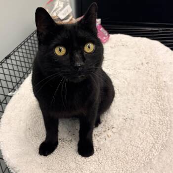 Domestic Short Hair Cats Available for Adoption - Flounder | PetCurious