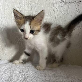 Spring Roll A26-169 -  Domestic Medium Hair Cat for Adoption in Santa Rosa Beach, Florida - Spring Roll A26-169 | PetCurious