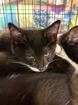 Domestic Short Hair Cats Available for Adoption - Gus Gus/Oreo  (Highland | PetCurious