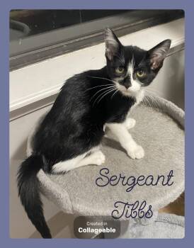 SERGEANT TIBBS -  Tabby Cat for Adoption in Lawton, Oklahoma - SERGEANT TIBBS | PetCurious