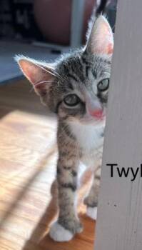 **2026-61A Twyla -  Domestic Short Hair Cat for Adoption in Windsor, Connecticut - **2026-61A Twyla | PetCurious