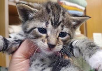 Gauntlet -  Domestic Short Hair Cat for Adoption in Kansas City, Missouri - Gauntlet | PetCurious