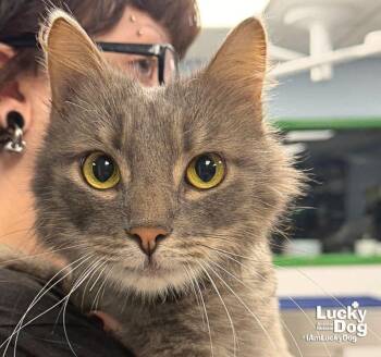 Herbert -  Domestic Long Hair Cat for Adoption in Washington, District Of Columbia - Herbert | PetCurious