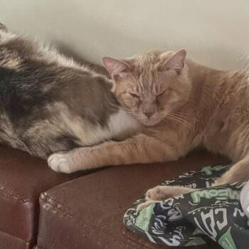 Julius -  Domestic Short Hair Cat for Adoption in Los Angeles, California - Julius | PetCurious