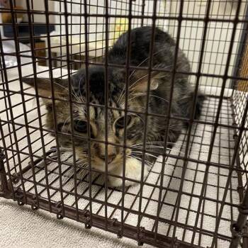 A613222 -  Domestic Medium Hair Cat for Adoption in Modesto, California - A613222 | PetCurious