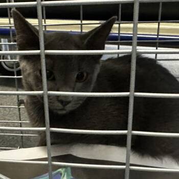 McCrory1 -  Domestic Short Hair Cat for Adoption in Montgomery, Alabama - McCrory1 | PetCurious