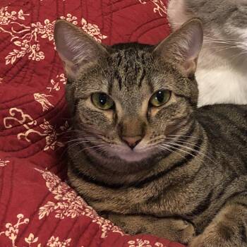 Princess Bubblegum -  Domestic Short Hair Cat for Adoption in Waynesville, North Carolina - Princess Bubblegum | PetCurious