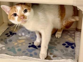 Rocco -  Domestic Short Hair Cat for Adoption in Downers Grove, Illinois - Rocco | PetCurious