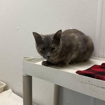 Princess -  Domestic Short Hair Cat for Adoption in New York, New York - Princess | PetCurious