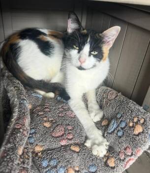 Rufa -  Domestic Short Hair Cat for Adoption in Hudson, New Hampshire - Rufa | PetCurious