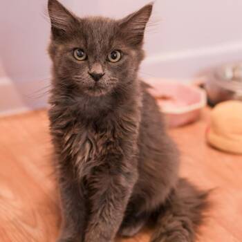 Freeman -  Domestic Short Hair Cat for Adoption in Los Angeles, California - Freeman | PetCurious
