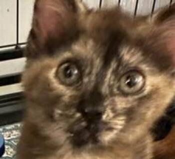 BROWNIE -  Domestic Short Hair Cat for Adoption in Westminster, Maryland - BROWNIE | PetCurious