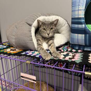 Cuddles -  Domestic Short Hair Cat for Adoption in Hamburg, New York - Cuddles | PetCurious