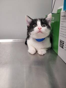 Domestic Short Hair Cats Available for Adoption in Angola, Indiana - Plonk | PetCurious