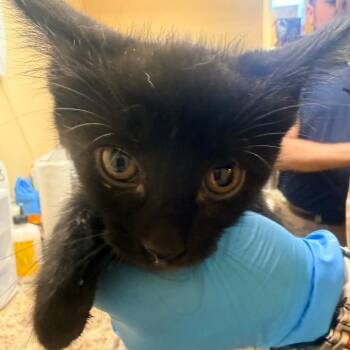 Theo -  Domestic Short Hair Cat for Adoption in Corinth, Mississippi - Theo | PetCurious