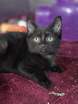 Jupiter -  Domestic Short Hair Cat for Adoption in Westland, Michigan - Jupiter | PetCurious