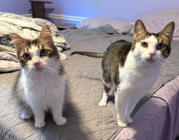 Carey & London -  American Shorthair Cat for Adoption in Indianapolis, Indiana - Carey & London | PetCurious