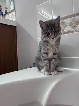 Blueberry -  Domestic Short Hair Cat for Adoption in Thatcher, Arizona - Blueberry | PetCurious