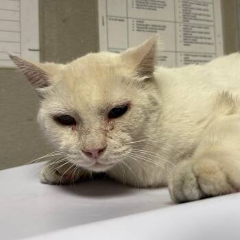 Blizzard -  Domestic Short Hair Cat for Adoption in Yuma, Arizona - Blizzard | PetCurious
