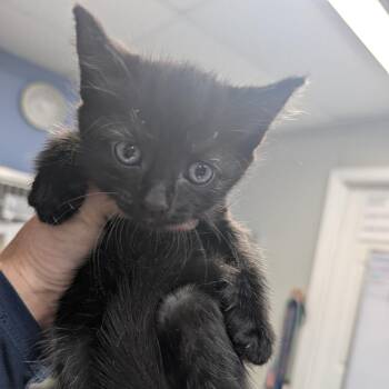 Mazda -  Domestic Short Hair Cat for Adoption in Marble, North Carolina - Mazda | PetCurious