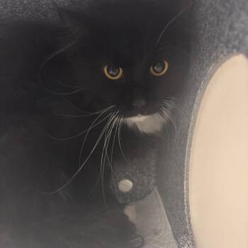 Radicchio -  Domestic Long Hair Cat for Adoption in Salt Lake City, Utah - Radicchio | PetCurious