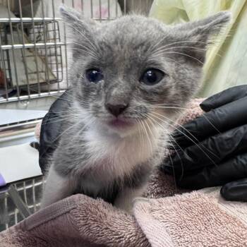 Butters Jr. (aqua) -  Domestic Short Hair Cat for Adoption in Winston-salem, North Carolina - Butters Jr. (aqua) | PetCurious