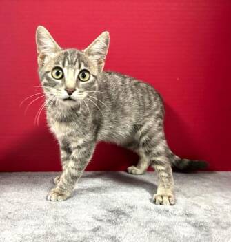 Dorian -  Domestic Short Hair Cat for Adoption in Hawk Point, Missouri - Dorian | PetCurious