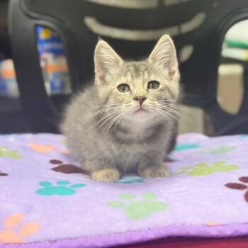 Brains -  Domestic Short Hair Cat for Adoption in Spring Hill, Kansas - Brains | PetCurious