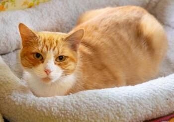 Domestic Short Hair Cats Available for Adoption in Elmwood Park, New Jersey - Mona | PetCurious