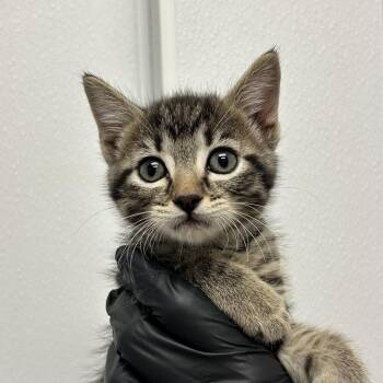 Tippy -  Domestic Short Hair Cat for Adoption in Abilene, Texas - Tippy | PetCurious
