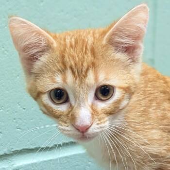Simon - Reduced Fee -  Domestic Short Hair Cat for Adoption in Jefferson, Wisconsin - Simon - Reduced Fee | PetCurious